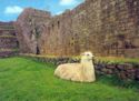 Machupicchu. Lama in the Ruins