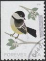 Black-capped Chickadee (Poecile atricapillus)