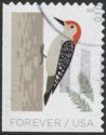 Red-bellied Woodpecker (Melanerpes carolinus)