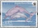 Indo-Pacific Humpback Dolphin (Sousa chinensis)