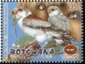Pygmy Falcon (Polihierax semitorquatus)