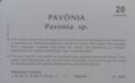 Pavônia - 05 03/95 - N 02*