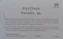 Pavônia - 05 03/95 - N 05*