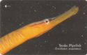 Snake Pipefish