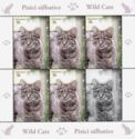 Wildcat (Felis silvestris)