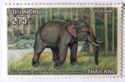 Asian Elephant (Elephas maximus)