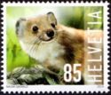 Least Weasel (Mustela nivalis)