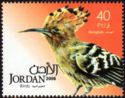 Eurasian Hoopoe (Upupa epops)