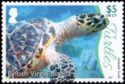 Hawksbill Turtle