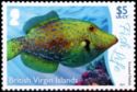 Scrawled Filefish (Aluterus scriptus)