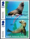 Antarctic Fur Seal (Arctocephalus gazella)
