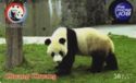 Panda -Chuang Chuang