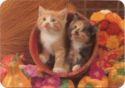 Two Kittens in the Pot