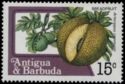 Breadfruit (Artocarpus communis)