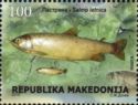 Ohrid trout (Salmo letnica)