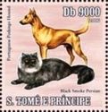 Portuguese Podengo Hound, Black Smoke Persian Cat