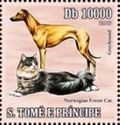 Greyhound, Norwegian Forest Cat