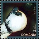 English Pouter (Columba livia forma domestica)