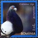 Carrier Pigeon (Columba livia forma domestica)