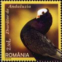 Andalusian (Columba livia forma domestica)