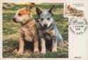 Australian Cattle Dog