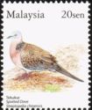 Spotted Dove (Streptopelia chinensis)