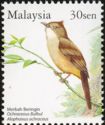 Ochraceous Bulbul (Alophoixus ochraceus)