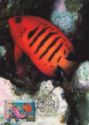 Flame Angelfish (Centropyge loriculus)