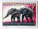 African Elephant (Loxodonta africana)