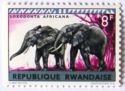 African Elephant (Loxodonta africana)