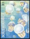 St. Lucia Jellyfish (Crambionella stuhlmanni)