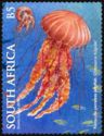 Benguala Compass Jellyfish (Chrysaora fulgida)