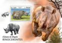 White Rhinoceros (Ceratotherium simum)