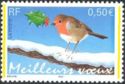 European Robin (Erithacus rubecula)