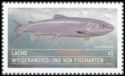 Atlantic  Salmon (Salmo salar)