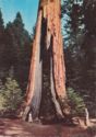Yosemite NP. Clothespin Tree