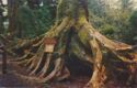 Octopus Tree, Trees of Mystery, Redwood Highway, CA