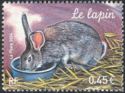 Domestic Rabbit (Oryctolagus cuniculus domesticus)
