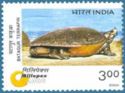 Batagur Terrapin (Batagur baska) 