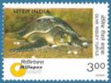 Olive Ridley Sea Turtle (Lepidochelys olivacea)