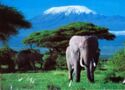 Elephant with Mt. Kilimanjaro