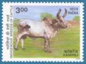 Kankrej Zebu (Bos primigenius indicus)
