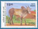 Hallikar Zebu (Bos primigenius indicus)