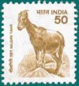 Nilgiri Tahr (Nilgiritragus hylocrius)