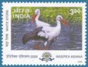 White Stork (Ciconia ciconia)