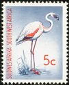 Lesser Flamingo (Phoeniconaias minor)