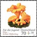 Chanterelle (Cantharellus cibarius)