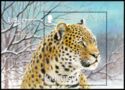 Amur Leopard (Panthera pardus orientalis)