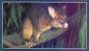 Young Possum