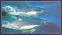 Dolphins